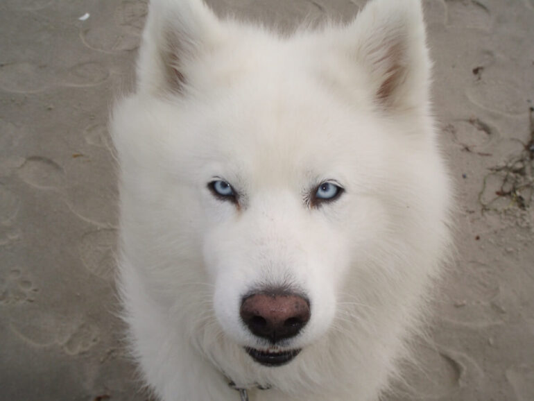 Un Husky blanc