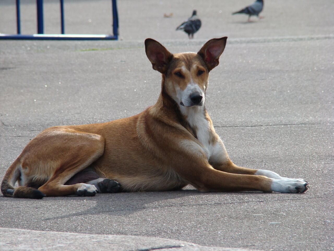 Un chien errant couché sur la route