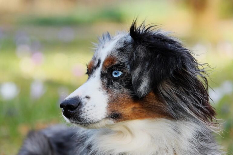 Citations sur les chiens
