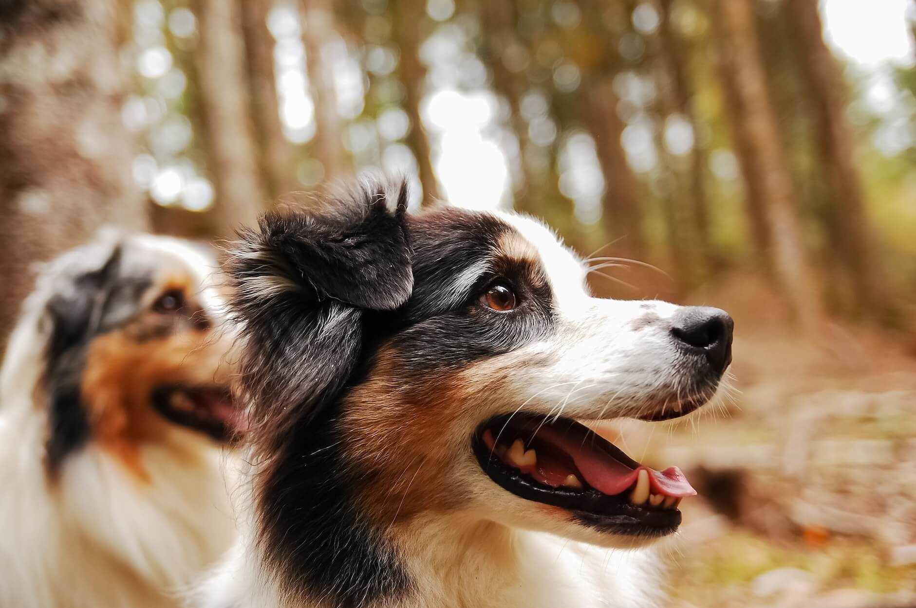 Leçons de vie chien