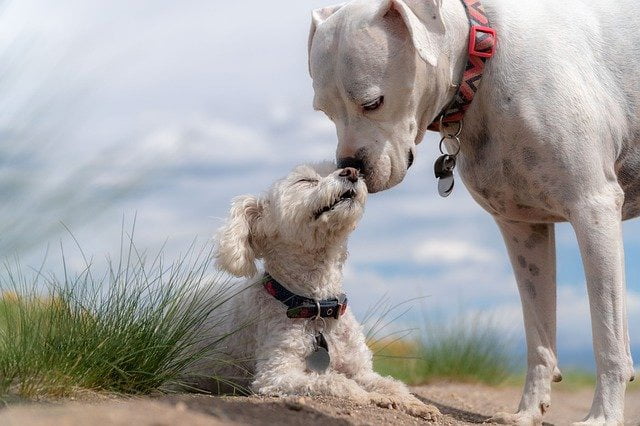 Altruisme chien