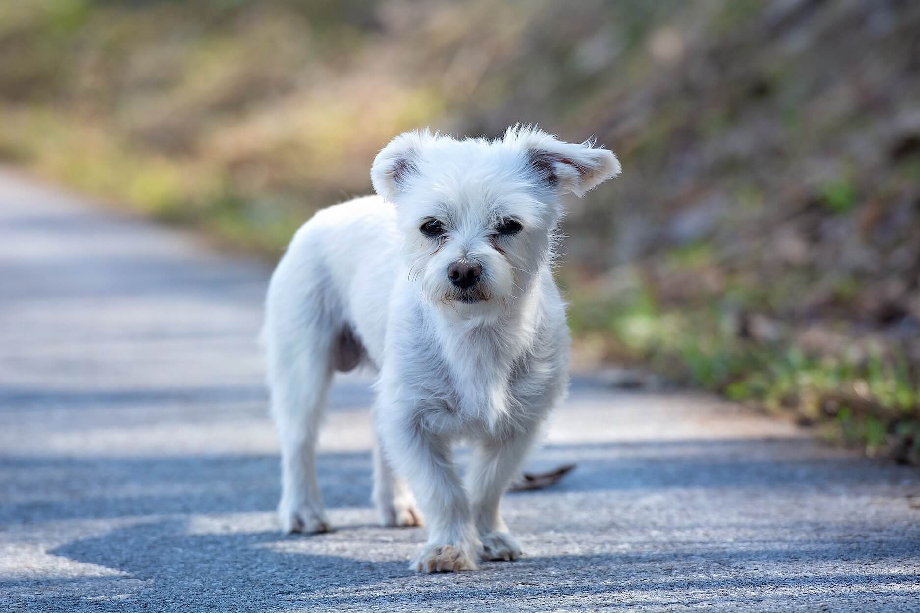 Chien sauvé autoroute