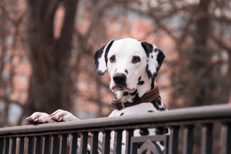 Médecine parallèle pour les chiens