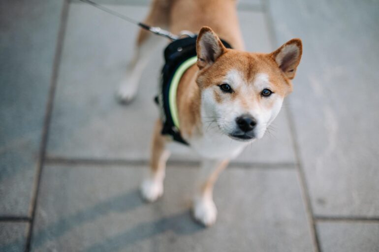 Mon chien a peur de la laisse pourquoi