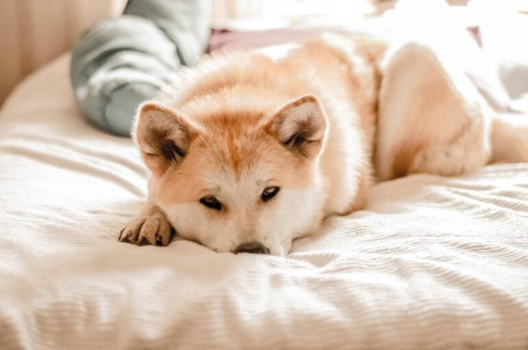 Chien anxieux nos conseils pour l'apaiser