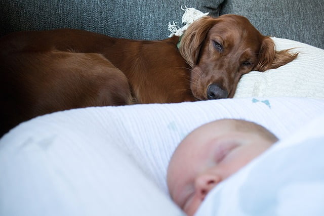 Bébé et chien prudence avant tout