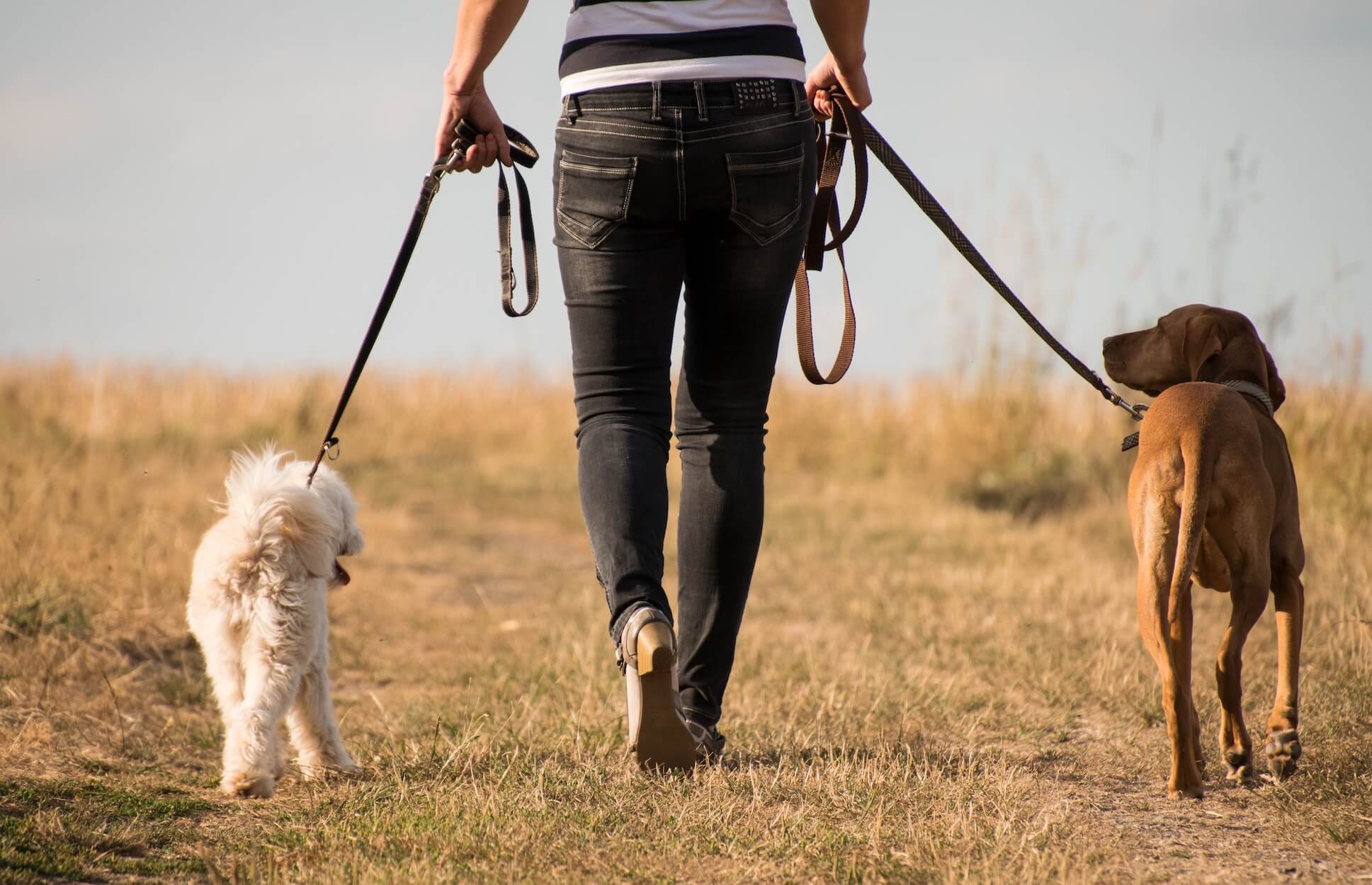 Promeneur de chiens une activité rémunérée pour les amoureux des chiens