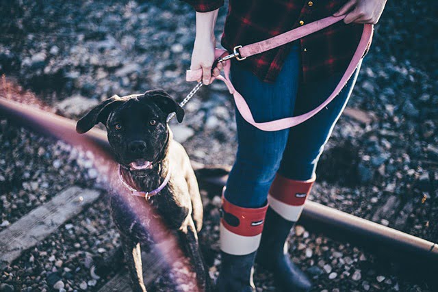 Promeneur de chiens les avantages