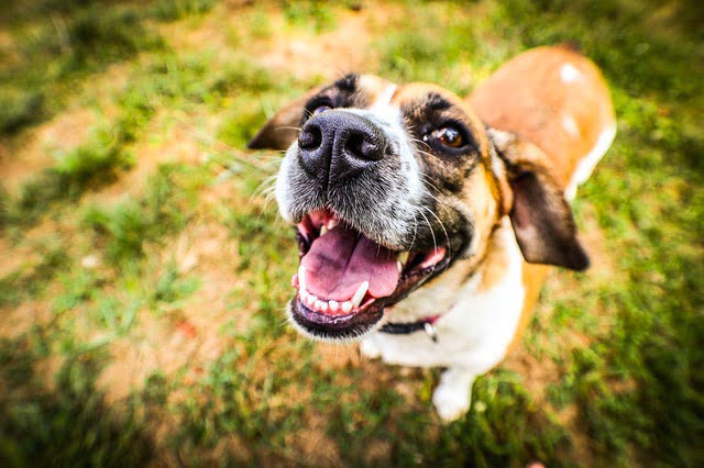 Adopter un chien de refuge en bonne santé