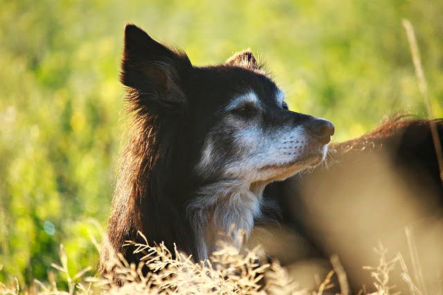 avc chez le chien