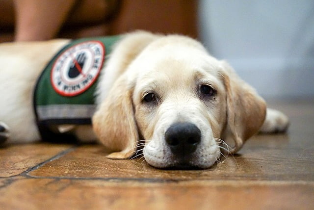 Chien d'alerte médicale