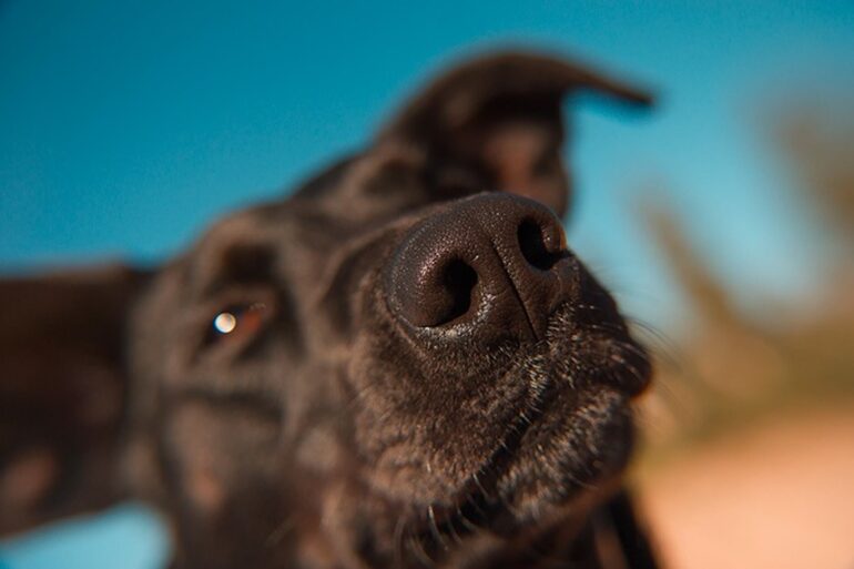 Le flair du chien un outil extraordinaire