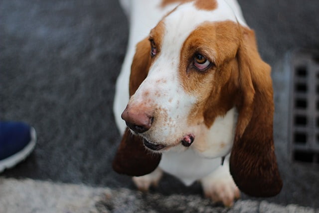 L'odorat du chien pour détecter la douleur