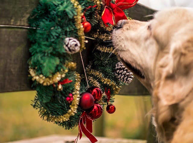 Dangers plantes décoratives Noël chiens