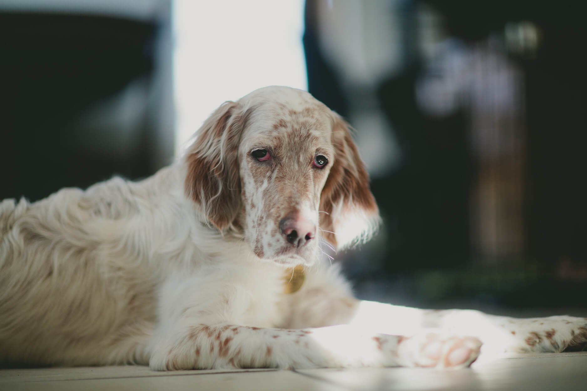 Les signes de douleur chez le chien