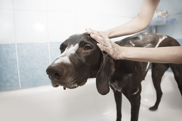 Rassurer son chien lors du bain