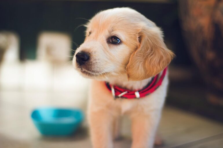 Comment apaiser un chien craintif chez le vétérinaire