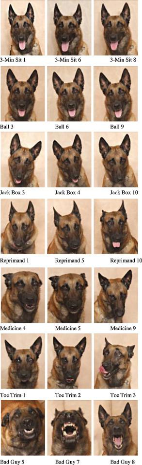 Décryptage des expressions faciales du chien : Mal,un cas decole