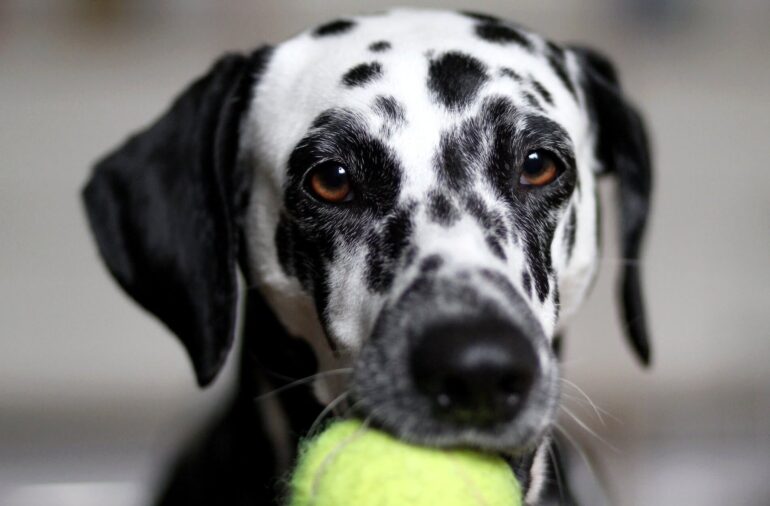 6 causes de décès accidentels chez le chien et comment les prévenir