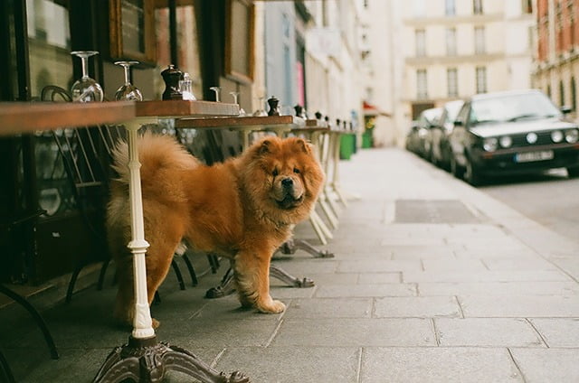 Ne laissez pas votre chien seul dans la voiture ou devant un magasin