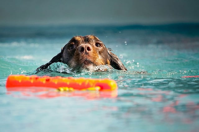 Accident noyade chien