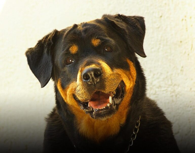 Rottweiler sauve famille cambriolage