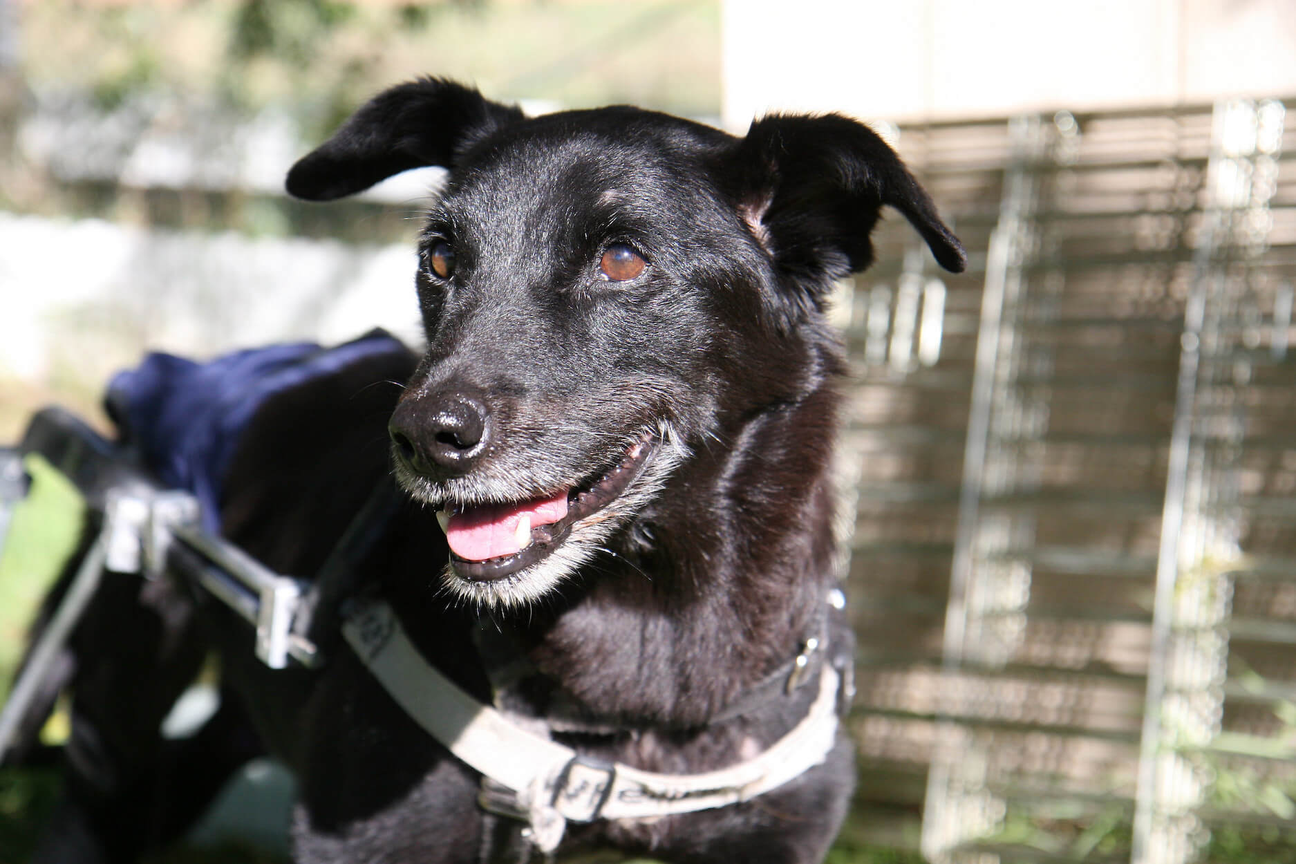 Quand le chien handicapé retrouve sa mobilité beauté de la seconde chance