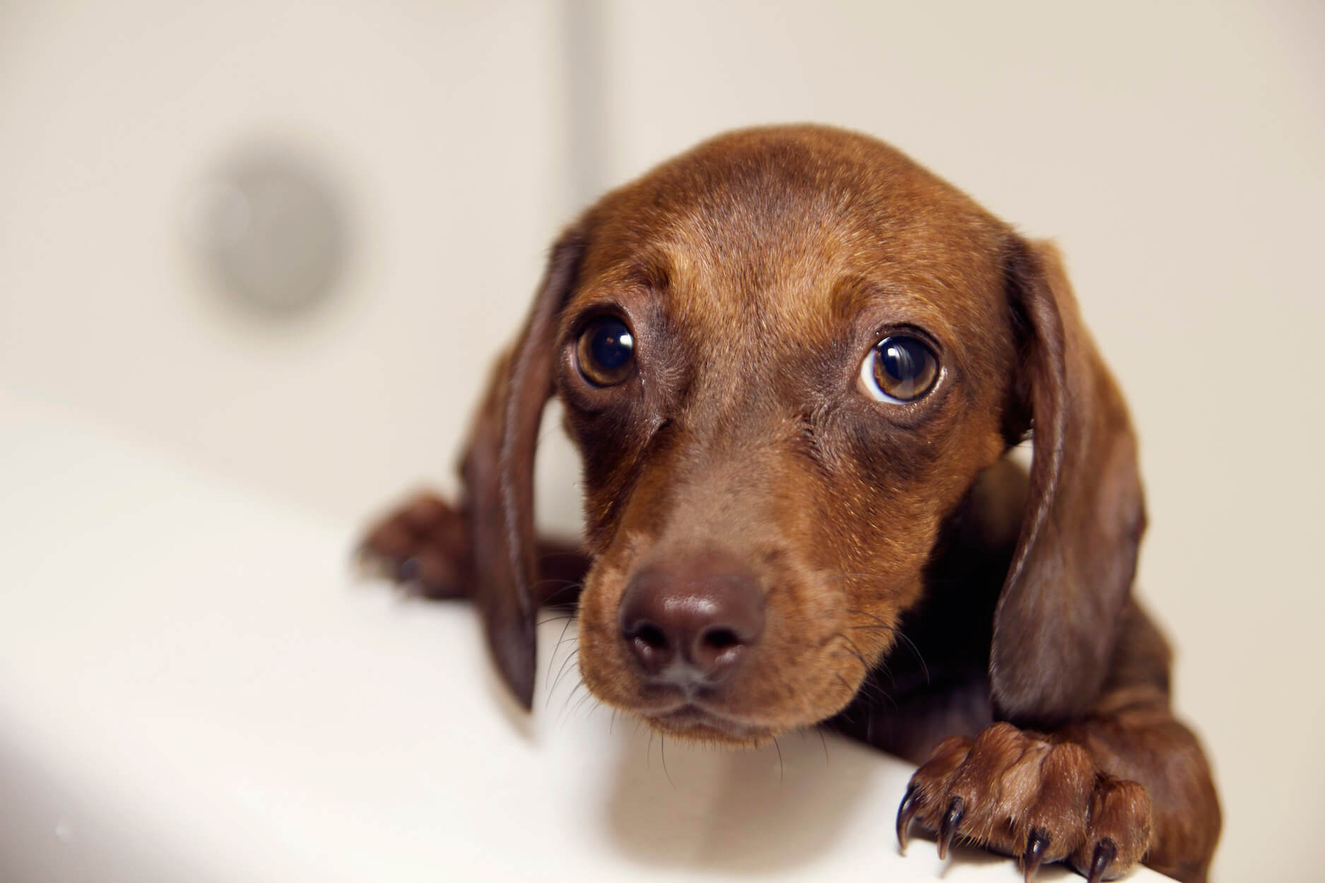 Gale du chien causes, symptômes et traitements