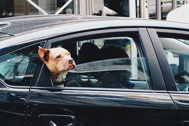 Ne pas laisser son chien seul dans la voiture