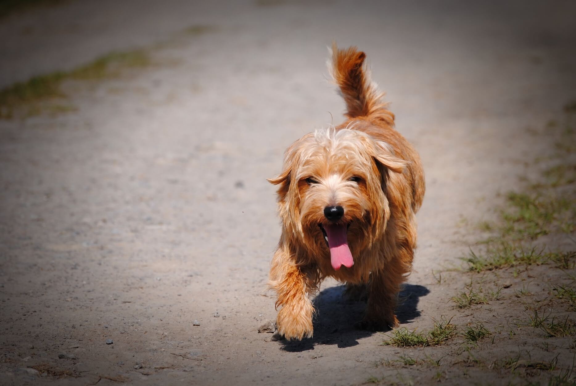 7 conseils pour protéger son chien de la chaleur en été