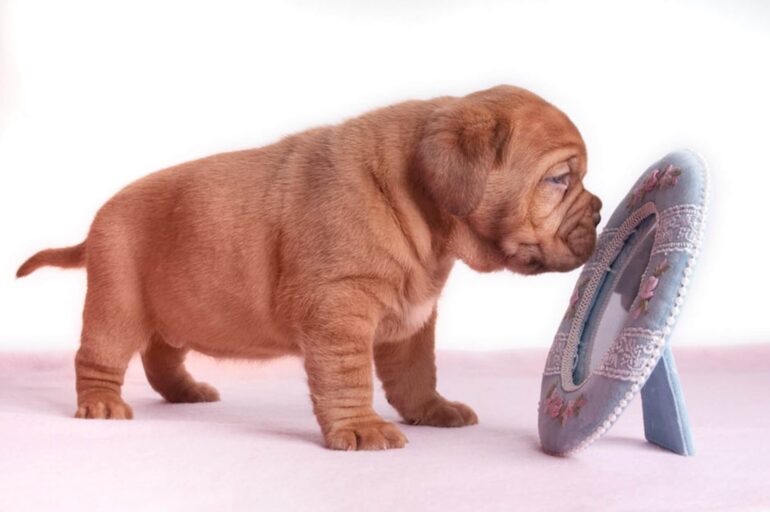 Soins canins : votre chien a le droit à sa routine beauté !