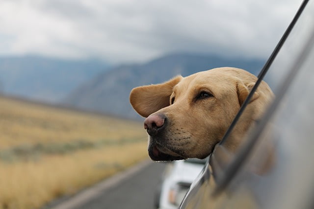 Perdre son chien sur la route des vacances