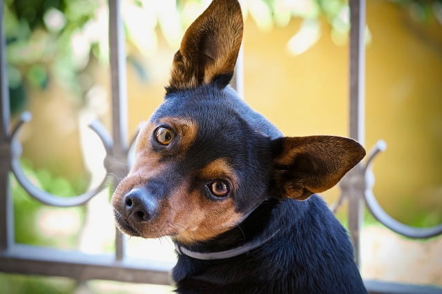 Pourquoi parler à son chien