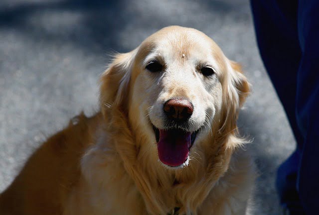 Un Chien calme et serein