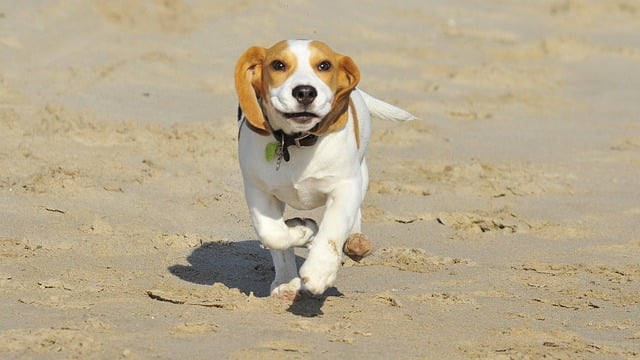 Les petits chiens ont besoin de se dépenser