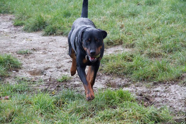 Beauceron 