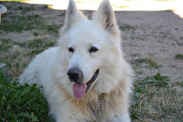 Berger Blanc Suisse 