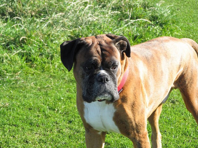 Boxer