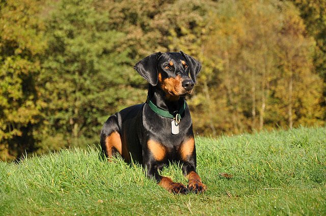 Dobermann