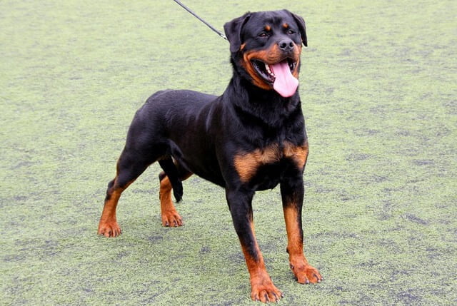 Rottweiler 