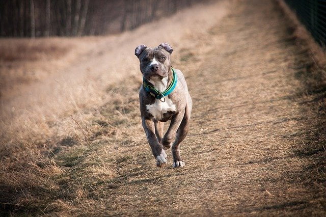 American Staffordshire terrier