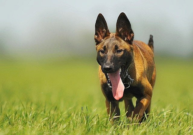 Berger Belge Malinois 