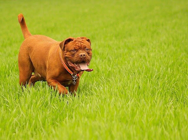 Dogue de Bordeaux