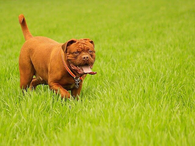 Dogue de Bordeaux 