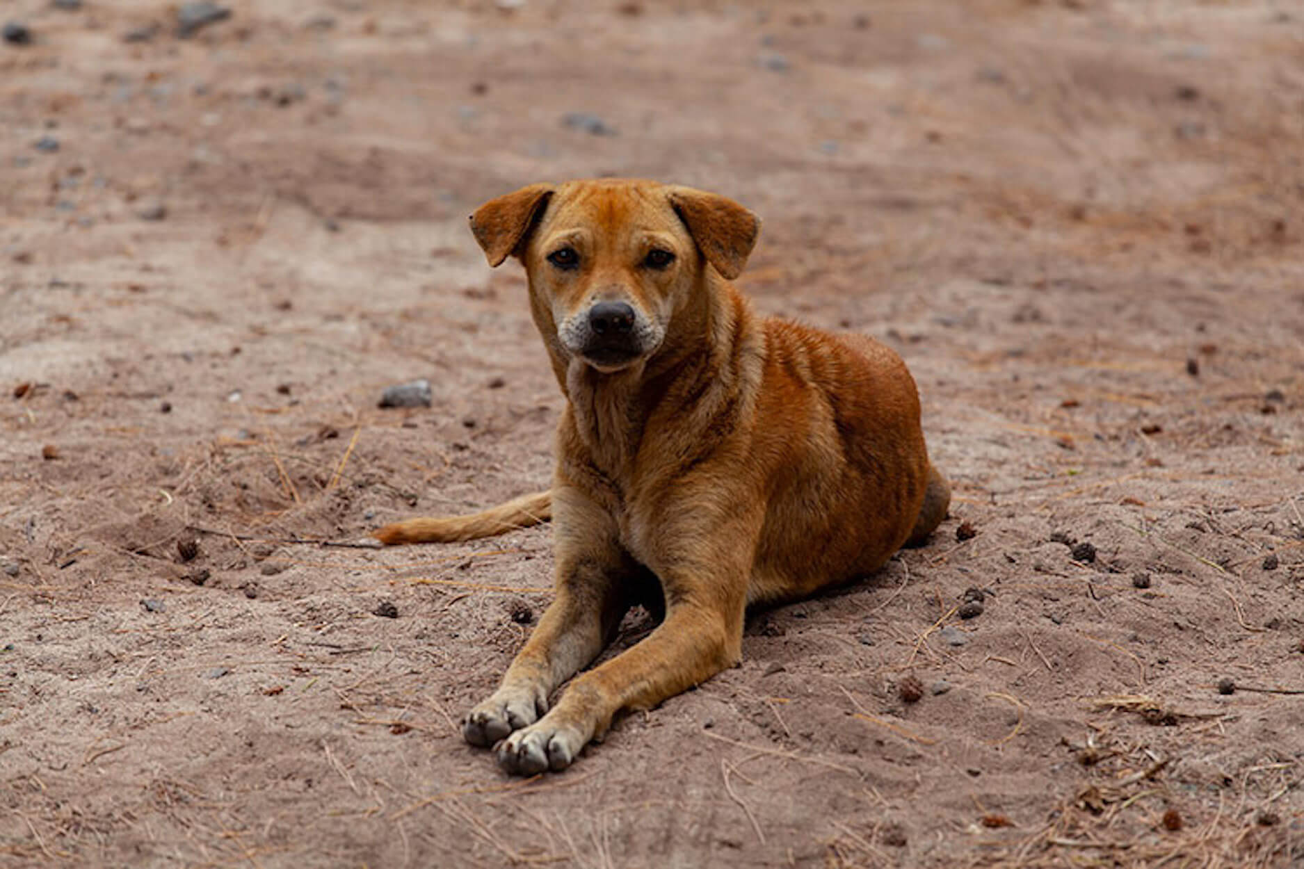 Elle sauve un chien abandonné et écrit une lettre