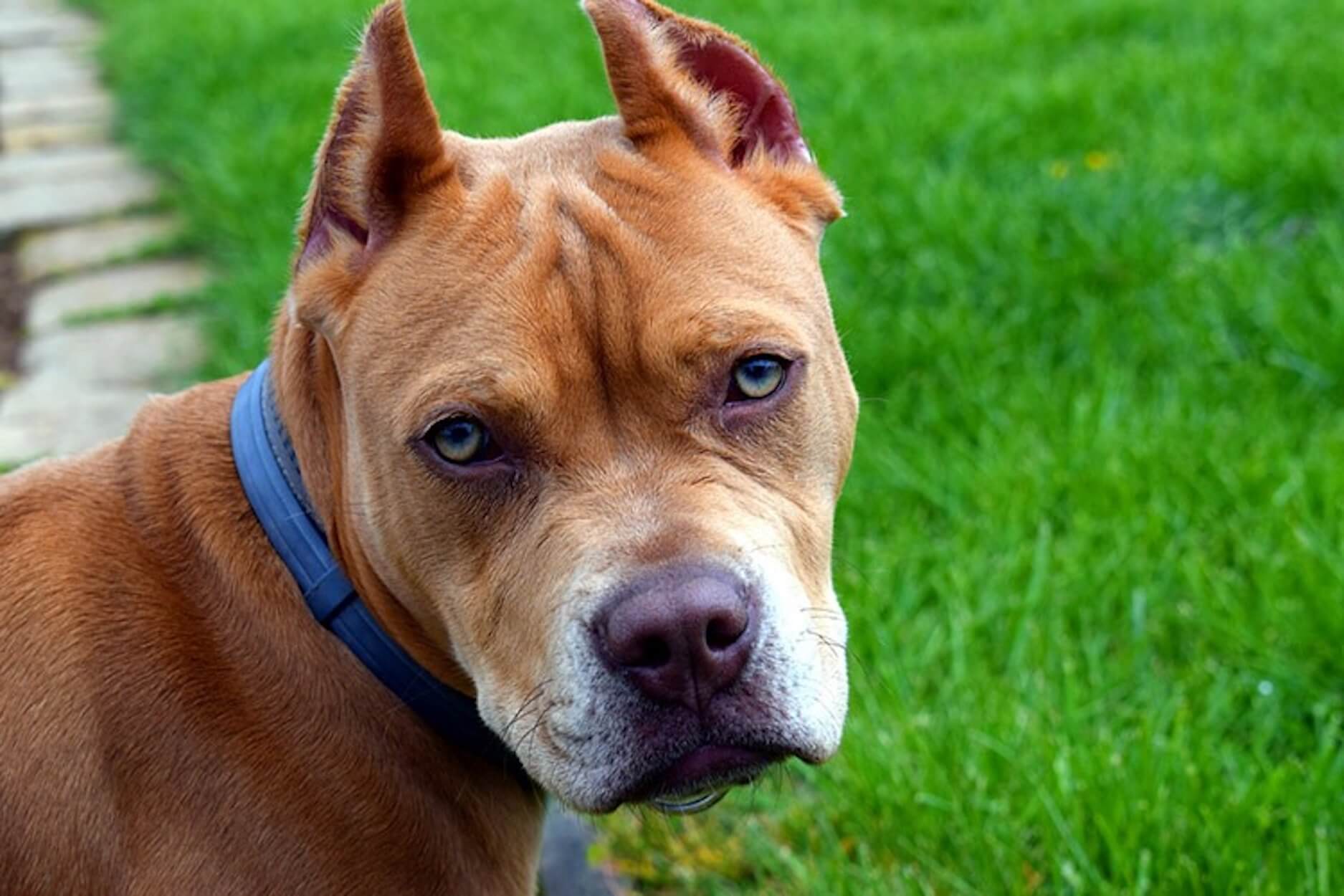 Pit Bull chiens policiers Etats Unis