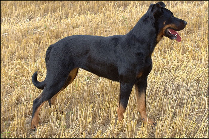Beauceron top berger