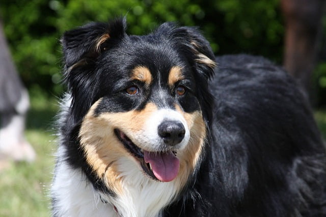 Berger Australine top chien de berger
