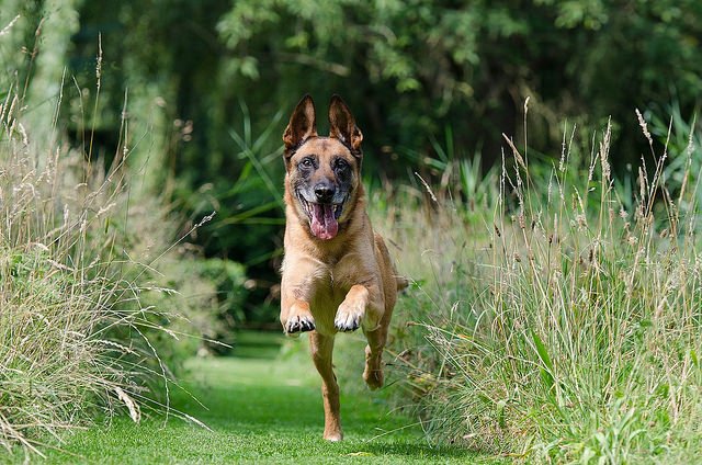 Berger Belge top chien de berger