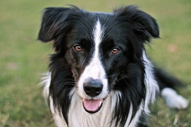 Border Collie top chien berger